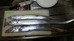 大阪南港　キビナゴの引き釣りでタチウオ、わ…